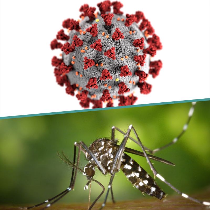 Dengue e COVID-19: quais as principais diferenças entre elas?